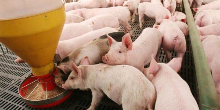 Otra cara de la fiebre de los granos: Los productores de cerdos afirman que el precio actual del maíz es “insostenible” y los condena a perder dinero