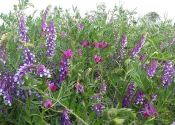 Cultivos de cobertura: Una tecnología al servicio de la sostenibilidad agrícola