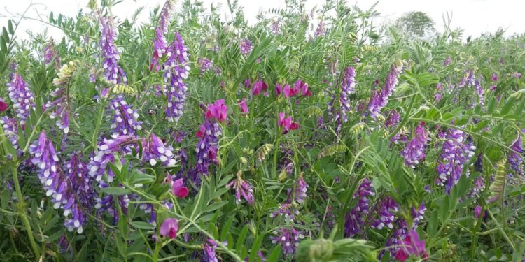 Cultivos de cobertura: Una tecnología al servicio de la sostenibilidad agrícola