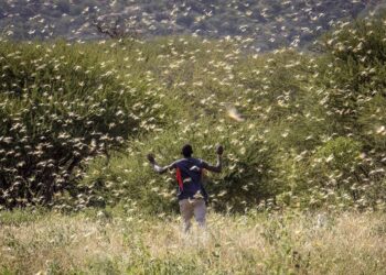 La Peña del Colorado: El curador de sembrados con la palabra, otro personaje sorprendente de los entornos rurales