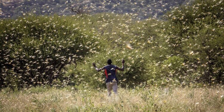 La Peña del Colorado: El curador de sembrados con la palabra, otro personaje sorprendente de los entornos rurales