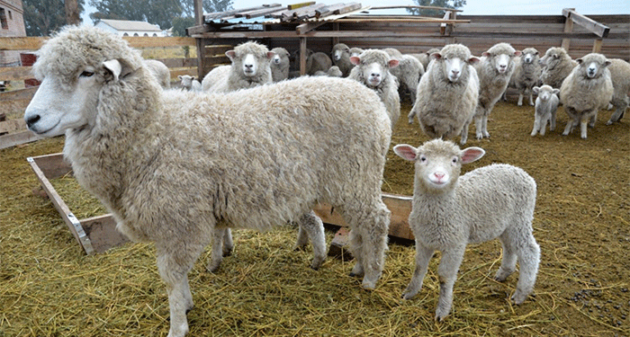 El Senado se pone a discutir la renovación de la Ley Ovina, que resultó ser bastante tacaña con los montos