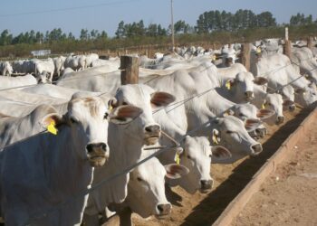 Argentinos muito obrigado pelo presente: El cierre de exportaciones generará grandes ganancias al agro brasileño
