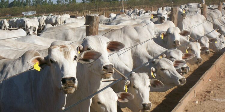Argentinos muito obrigado pelo presente: El cierre de exportaciones generará grandes ganancias al agro brasileño