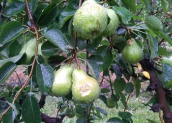 Se declaró la emergencia agropecuaria para Río Negro por granizo y lluvias intensas
