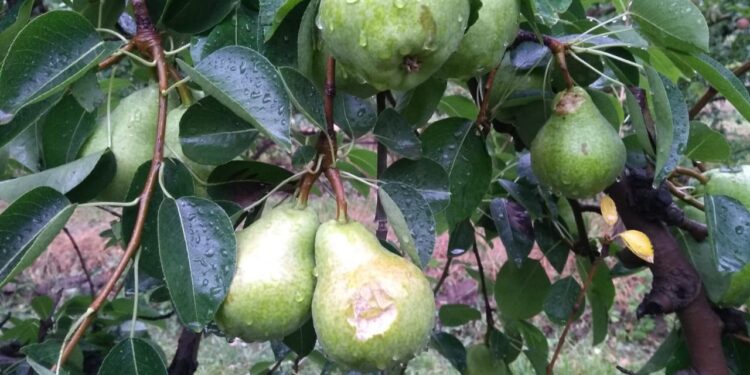 Se declaró la emergencia agropecuaria para Río Negro por granizo y lluvias intensas