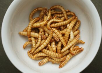 ¿Avance o retroceso cultural? Europa aprobó el consumo humano de gusanos disecados