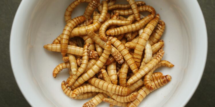 ¿Avance o retroceso cultural? Europa aprobó el consumo humano de gusanos disecados