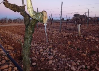 Se declaró la emergencia agropecuaria para San Juan