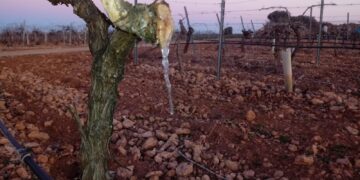 Se declaró la emergencia agropecuaria para San Juan