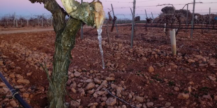 Se declaró la emergencia agropecuaria para San Juan