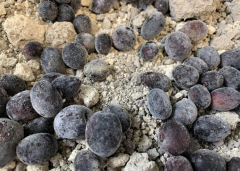 Se declaró la emergencia agropecuaria para Chaco y Catamarca