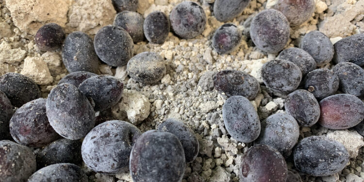 Se declaró la emergencia agropecuaria para Chaco y Catamarca