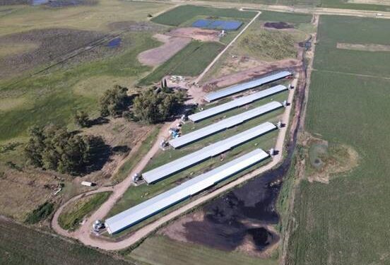 Con financiamiento oficial, una empresa porcina de Bolívar planea incrementar 25% su plantel de madres