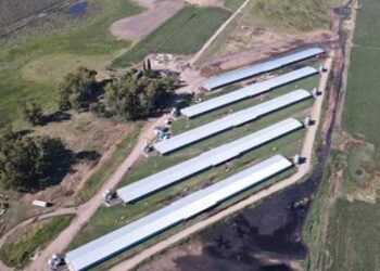 Con financiamiento oficial, una empresa porcina de Bolívar planea incrementar 25% su plantel de madres