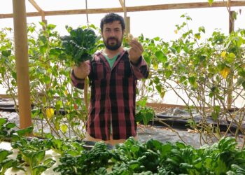 Un agrónomo chileno ensaya con el tatsoi, una novedosa verdura de hoja muy popular en Asia