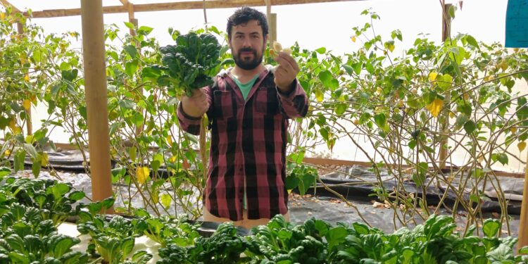 Un agrónomo chileno ensaya con el tatsoi, una novedosa verdura de hoja muy popular en Asia