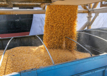 Inédito: Llegó el primer buque con maíz argentino al puerto de Paranaguá para cubrir el bache de oferta presente en Brasil