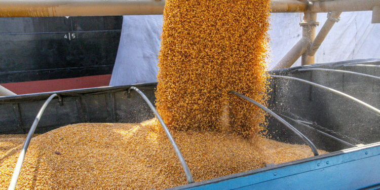 Inédito: Llegó el primer buque con maíz argentino al puerto de Paranaguá para cubrir el bache de oferta presente en Brasil