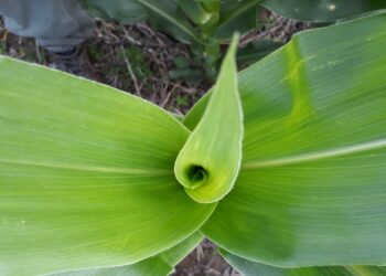 Actualizaron los criterios para diseñar planes orientados a maximizar la vida útil de los maíces con tecnología Bt