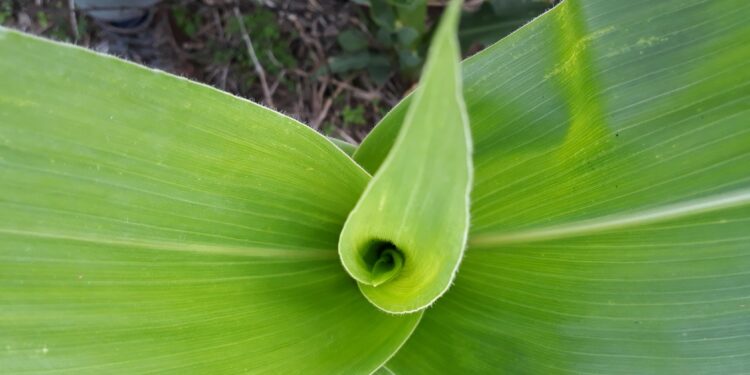 Actualizaron los criterios para diseñar planes orientados a maximizar la vida útil de los maíces con tecnología Bt