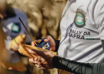 El USDA contradice a la Conab y asegura que la producción de maíz brasileña será bastante inferior a la prevista