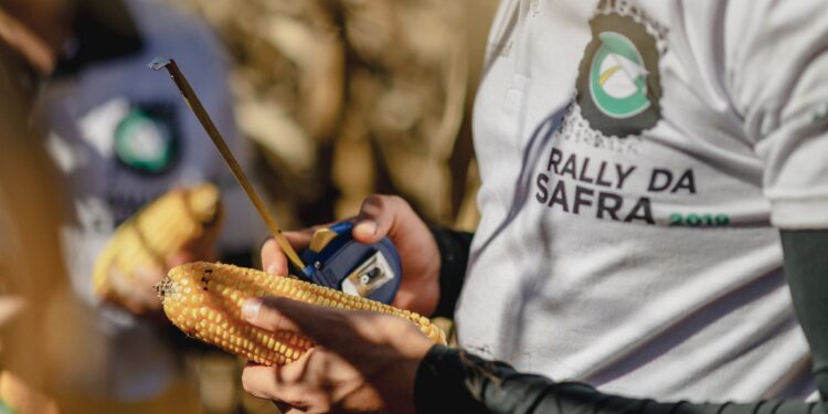 El USDA contradice a la Conab y asegura que la producción de maíz brasileña será bastante inferior a la prevista