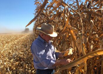 El gobierno brasileño refuerza el financiamiento a tasas subsidiadas para promover una mayor oferta interna de maíz