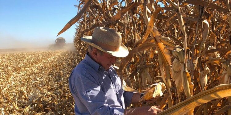 El gobierno brasileño refuerza el financiamiento a tasas subsidiadas para promover una mayor oferta interna de maíz