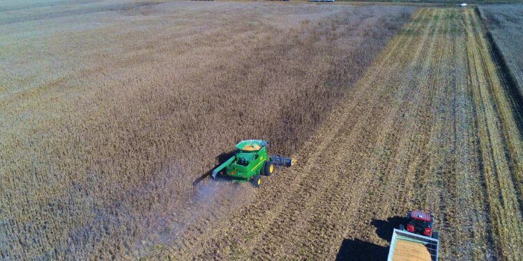 Los productores argentinos se suben a la “ola alcista” del maíz para comenzar a cubrir precios hasta de la cosecha 2021/22