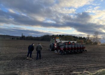 El maíz sigue sumando factores alcistas: Argentina es el único “negocio” abierto