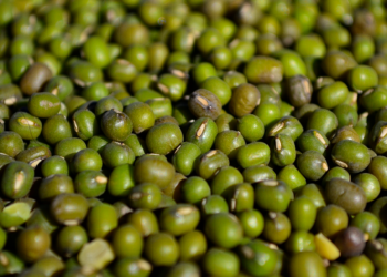 Mung: Argentina se consolida como un gran exportador mundial de un poroto parecido a la soja pero que no paga retenciones