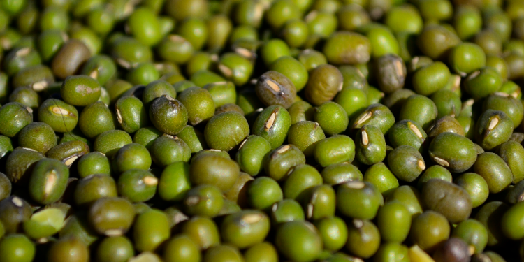 Mung: Argentina se consolida como un gran exportador mundial de un poroto parecido a la soja pero que no paga retenciones