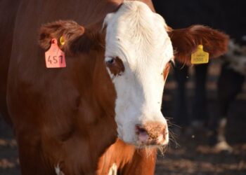 Apareció el comunicado de la “Mesa de las Carnes” para recordar al gobierno que el cierre de las exportaciones “no logrará evitar que haya inflación”