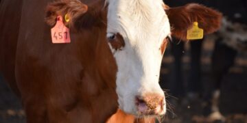 Apareció el comunicado de la “Mesa de las Carnes” para recordar al gobierno que el cierre de las exportaciones “no logrará evitar que haya inflación”