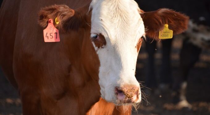 Apareció el comunicado de la “Mesa de las Carnes” para recordar al gobierno que el cierre de las exportaciones “no logrará evitar que haya inflación”