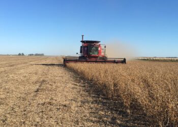Elevan la estimación de la cosecha argentina de soja por excelentes rindes logrados en el centro-norte de Córdoba y de Santa Fe