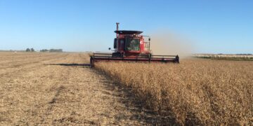 Elevan la estimación de la cosecha argentina de soja por excelentes rindes logrados en el centro-norte de Córdoba y de Santa Fe