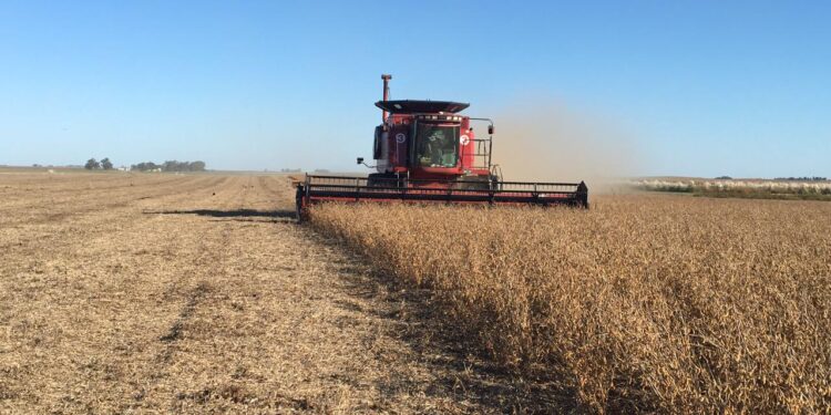 Elevan la estimación de la cosecha argentina de soja por excelentes rindes logrados en el centro-norte de Córdoba y de Santa Fe
