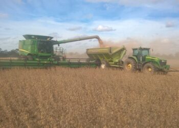 Por noveno año consecutivo la cosecha argentina de soja registra un nivel proteico inferior al óptimo