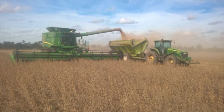 Por noveno año consecutivo la cosecha argentina de soja registra un nivel proteico inferior al óptimo