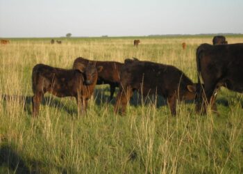 La máquina ganadera argentina comenzó a crujir: En abril la faena se cayó casi un 10%