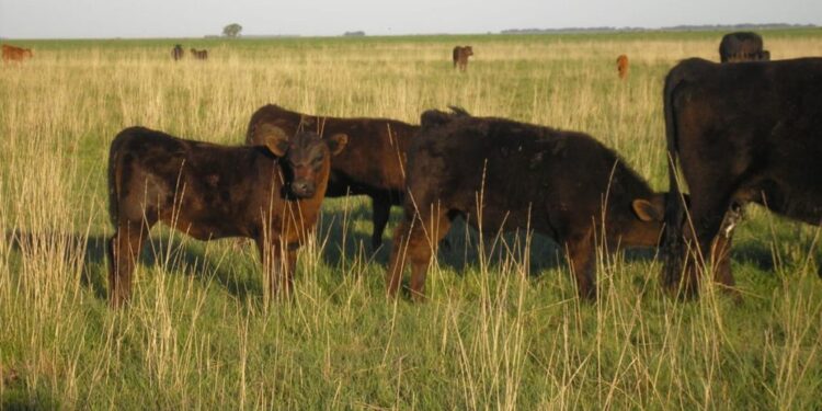 La máquina ganadera argentina comenzó a crujir: En abril la faena se cayó casi un 10%