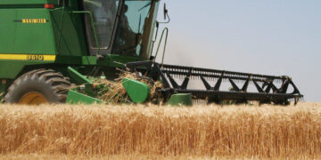 Previsores: Productores argentinos ya vendieron más de 3,20 millones de toneladas de trigo que recién están empezando a sembrar