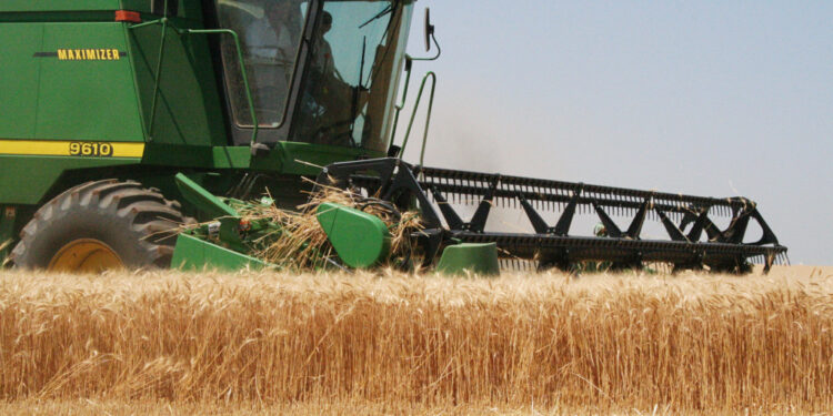 Previsores: Productores argentinos ya vendieron más de 3,20 millones de toneladas de trigo que recién están empezando a sembrar