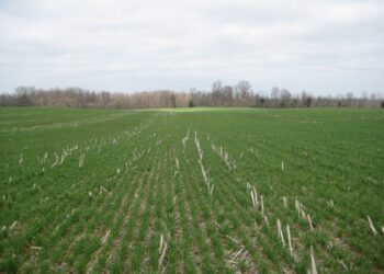 A cubrirse: La posición abierta en contratos de trigo del Matba Rofex alcanzó un récord histórico