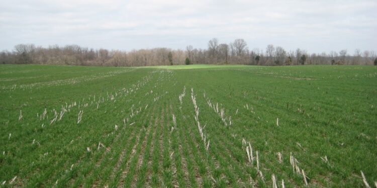A cubrirse: La posición abierta en contratos de trigo del Matba Rofex alcanzó un récord histórico