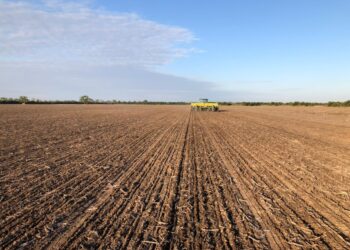 En pleno inicio de la siembra de trigo los productores argentinos ya vendieron por anticipado casi tres millones de toneladas