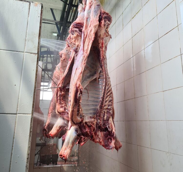 Gisele Remorini es la única ‘compradora’ de hacienda en el Mercado de Liniers: “Por más que seas mujer, el que remata siempre busca el precio más alto”, aclara