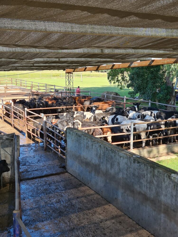 Gisele Remorini es la única ‘compradora’ de hacienda en el Mercado de Liniers: “Por más que seas mujer, el que remata siempre busca el precio más alto”, aclara